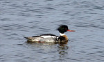 Red Breasted Merganser